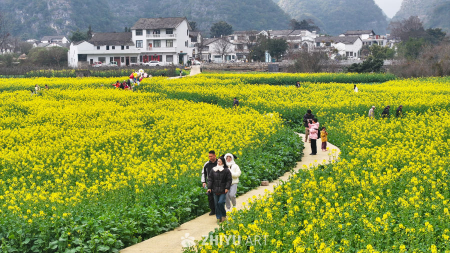 航拍油菜花盛开  美丽乡村 16