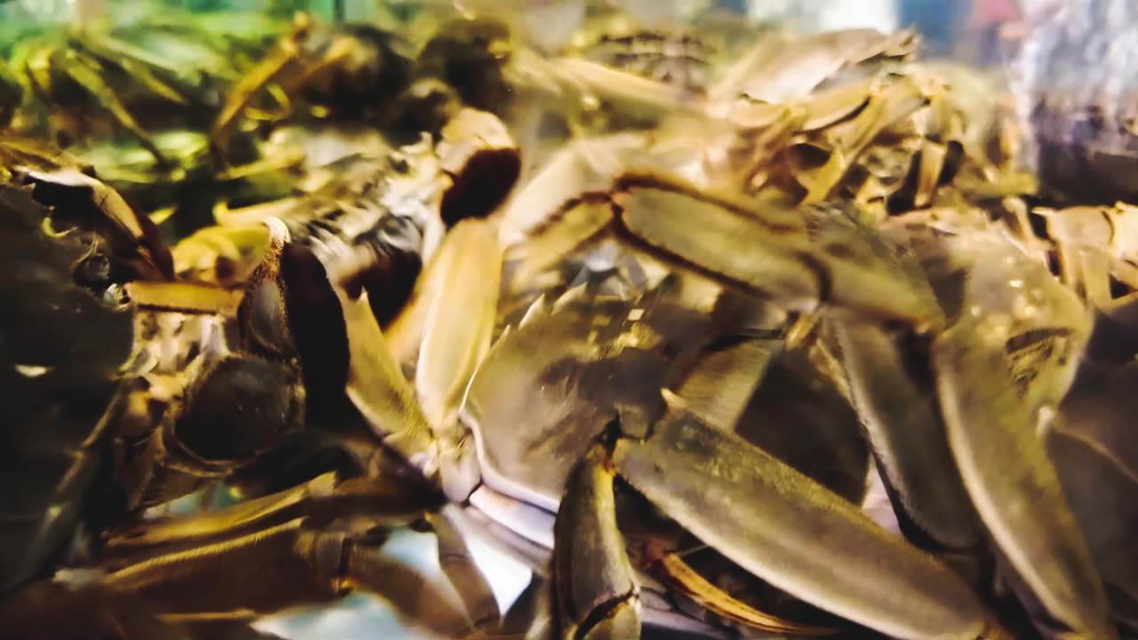 超市水族馆海鲜水产品 螃蟹 龙虾