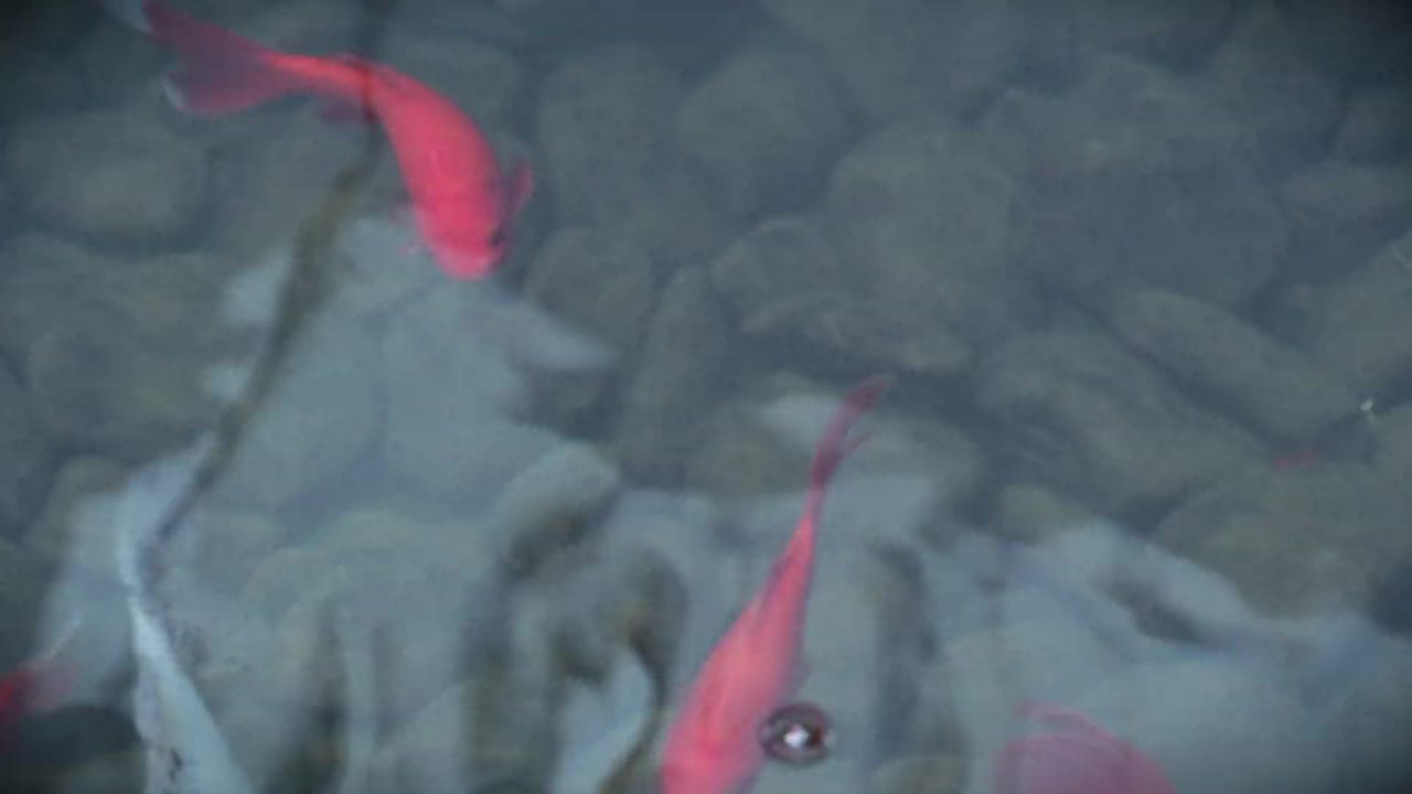 金鱼池鱼水动物红色