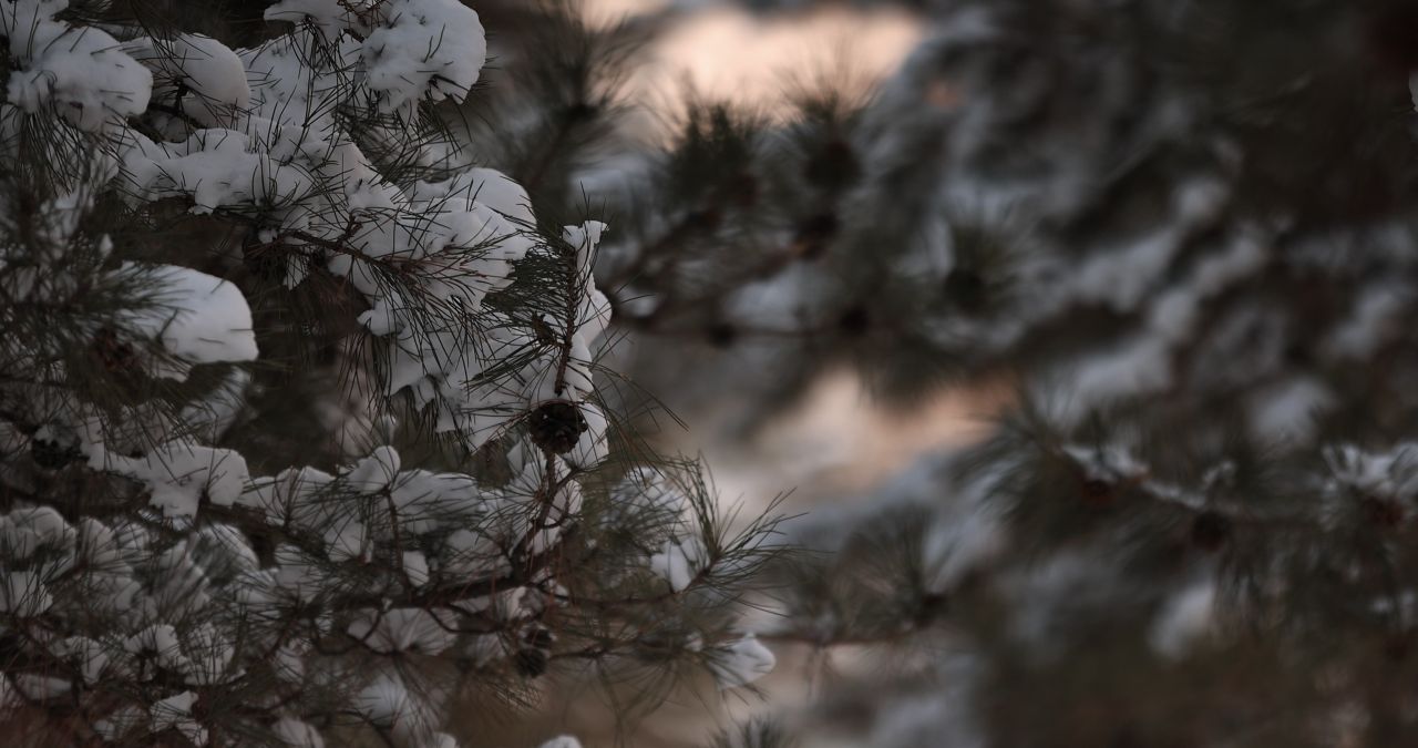 夕阳下大松树雪景