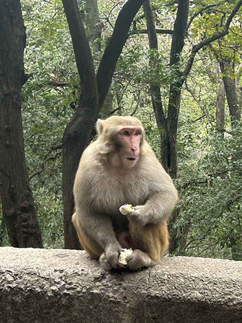 黔灵山之旅 1