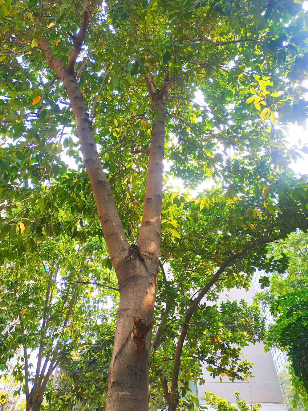 大白兰树
