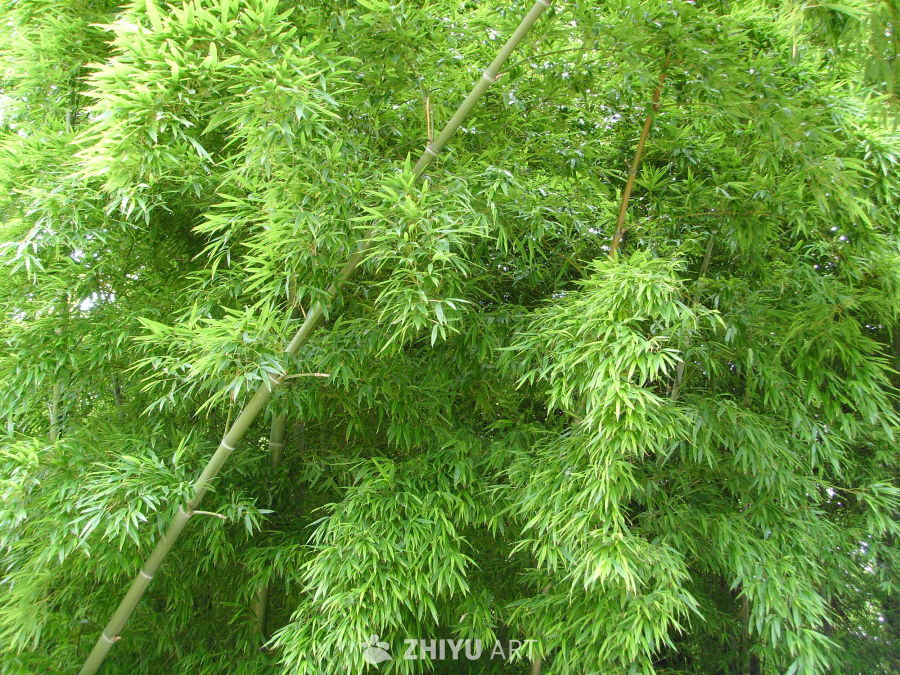 植物，树木 6