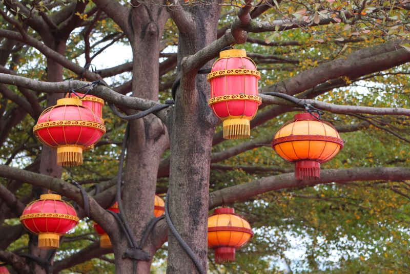 春节公园树上的红灯笼