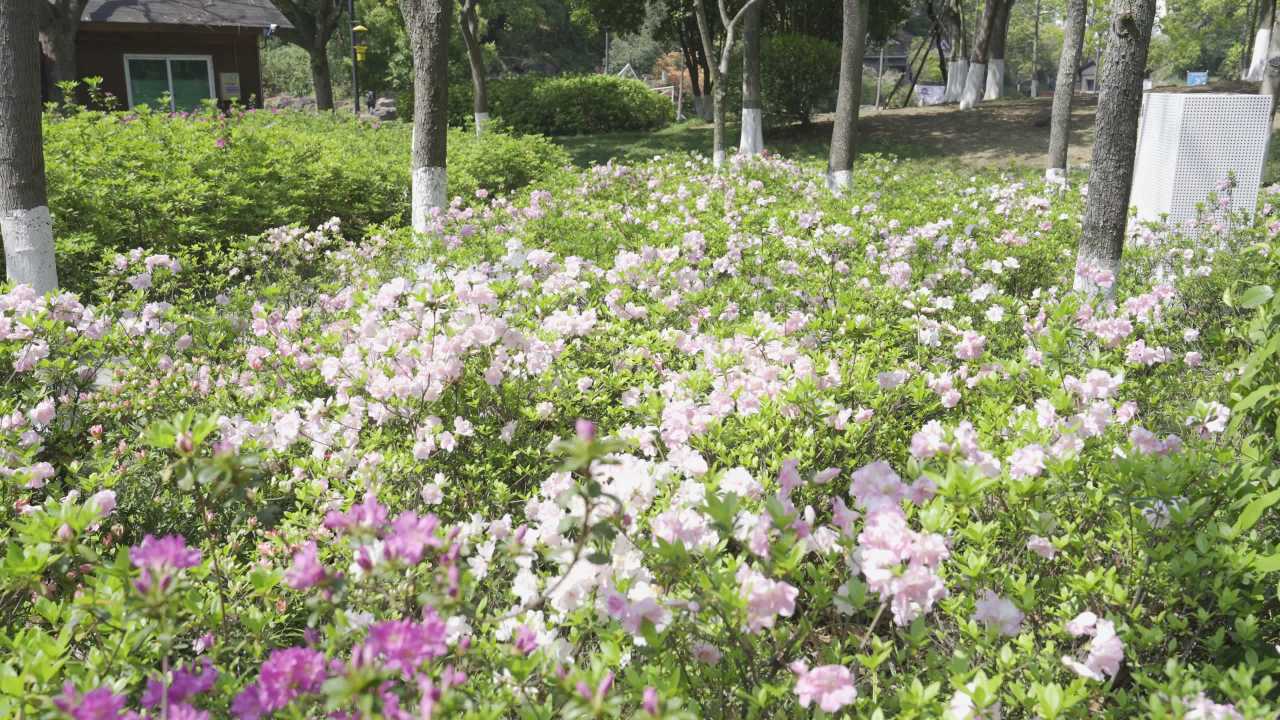 春日公园花海