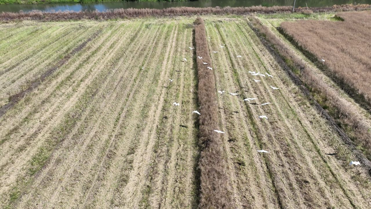 4K航拍昆山农业夏收 32