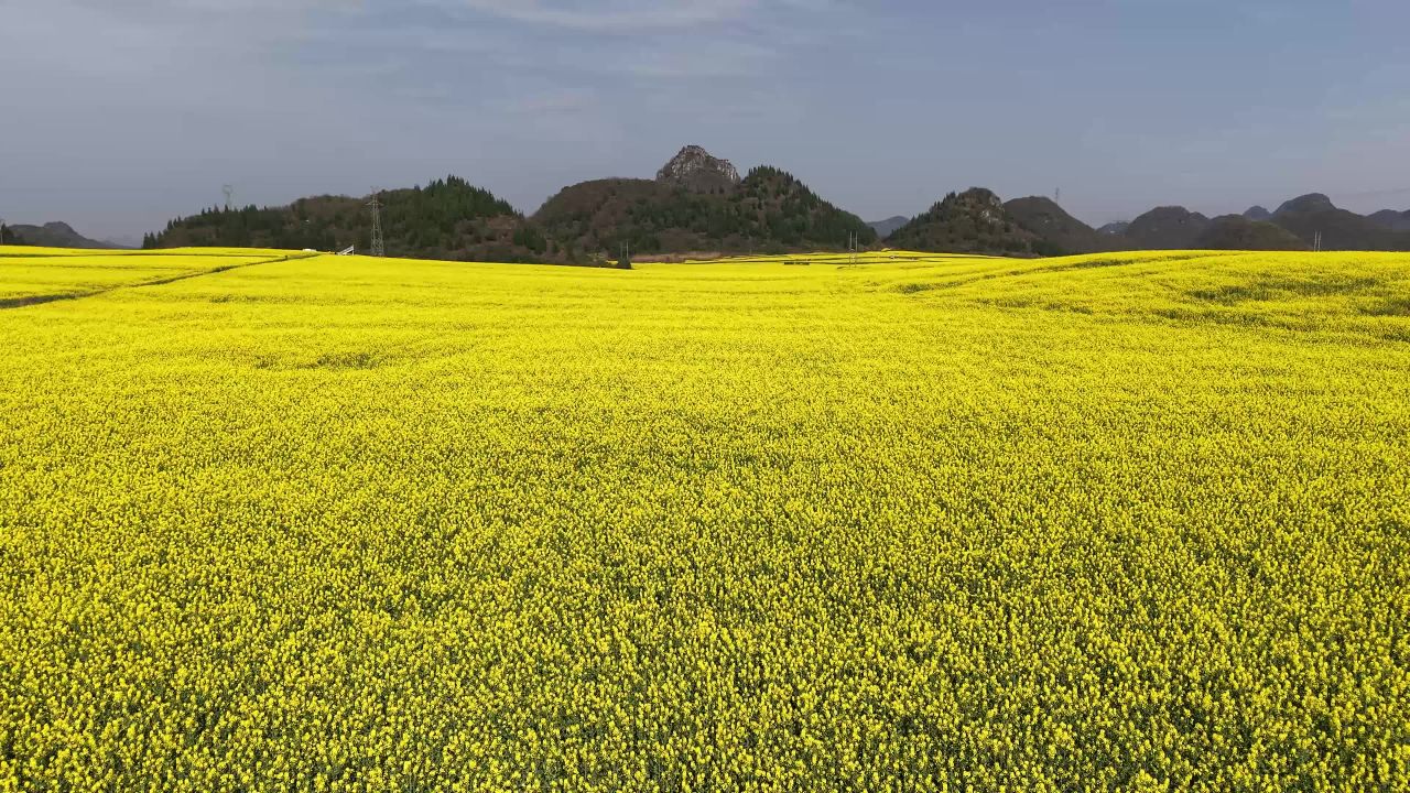 油菜花海与山川
