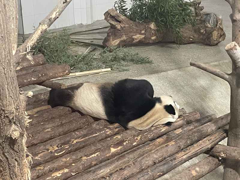秦岭一路大熊猫躺平