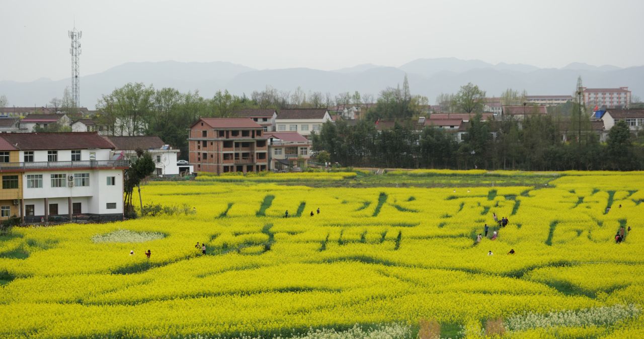 油菜花海 4