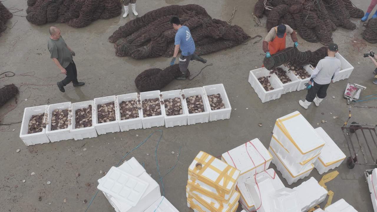 渔民分拣扇贝现场