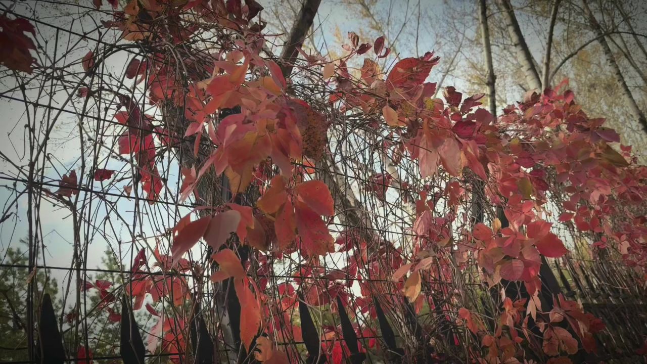秋景