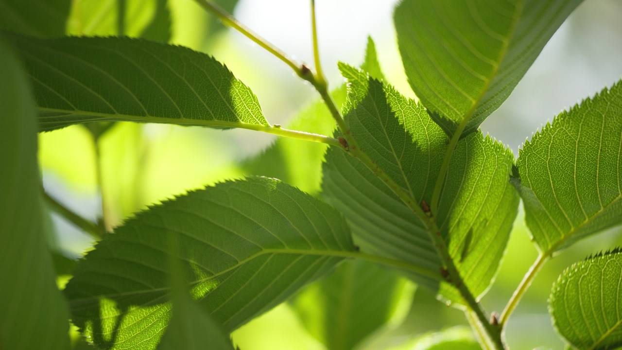 植物树木树叶草丛绿色 31