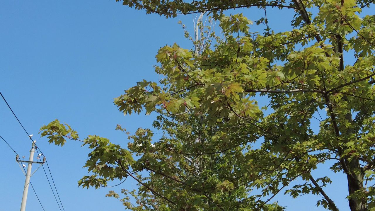 夏日阳光树枝树叶植物鲜花实拍  