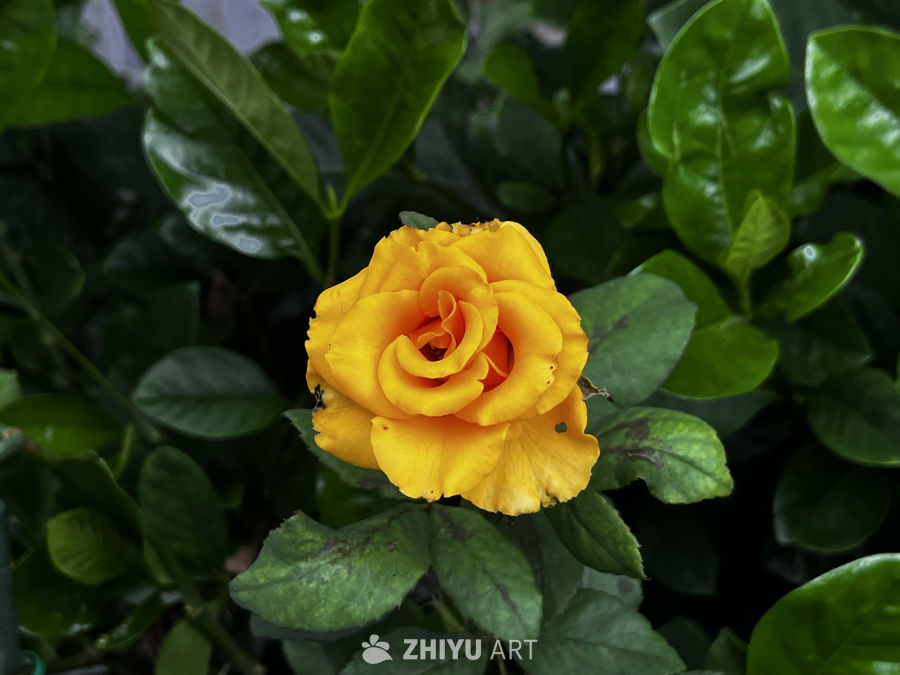 黄玫瑰与绿叶的和谐