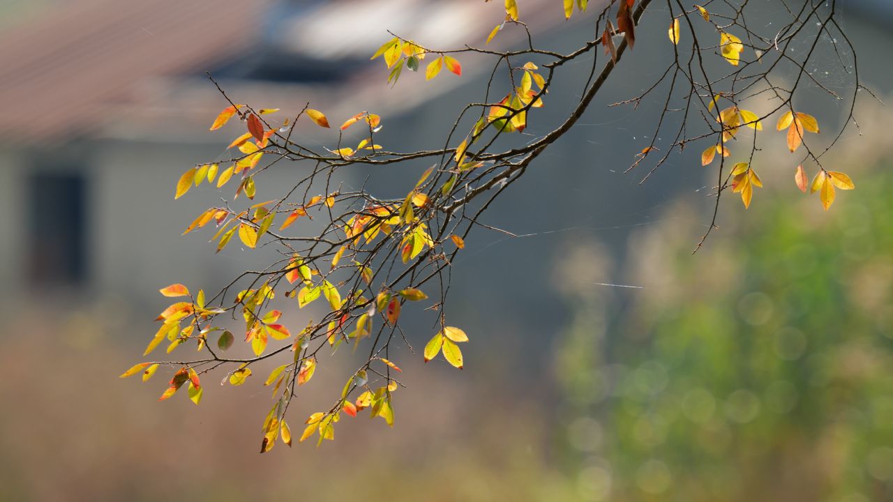 4K秋天的树叶