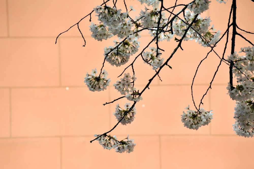 樱花枝