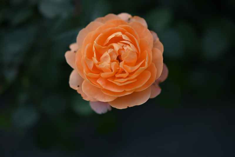 花 4