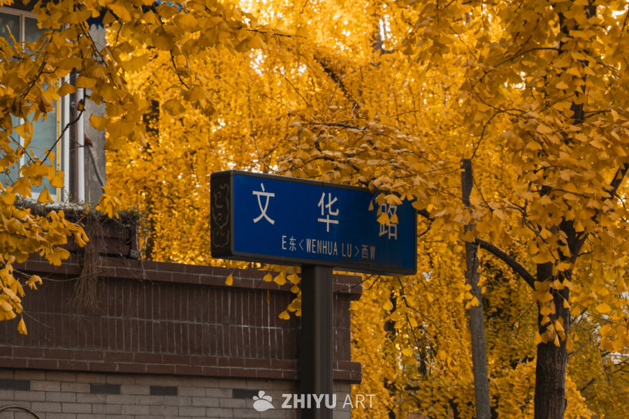文华路的秋日银杏