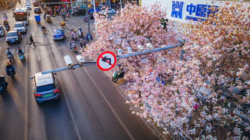 平顶山湛北路玉兰花