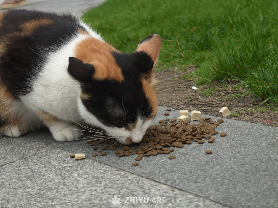 觅食的猫咪