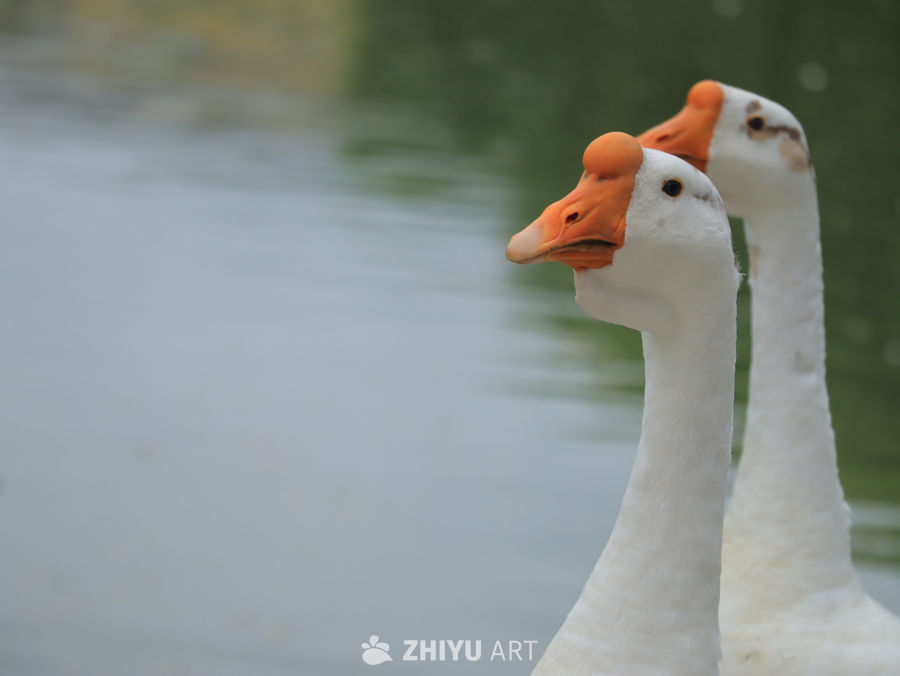 湖畔白鹅静谧时光