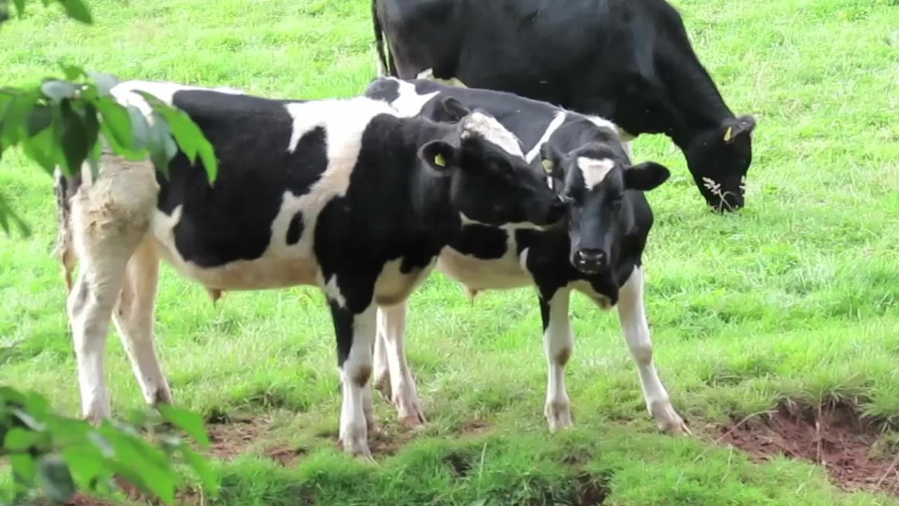 奶牛自然动物农业