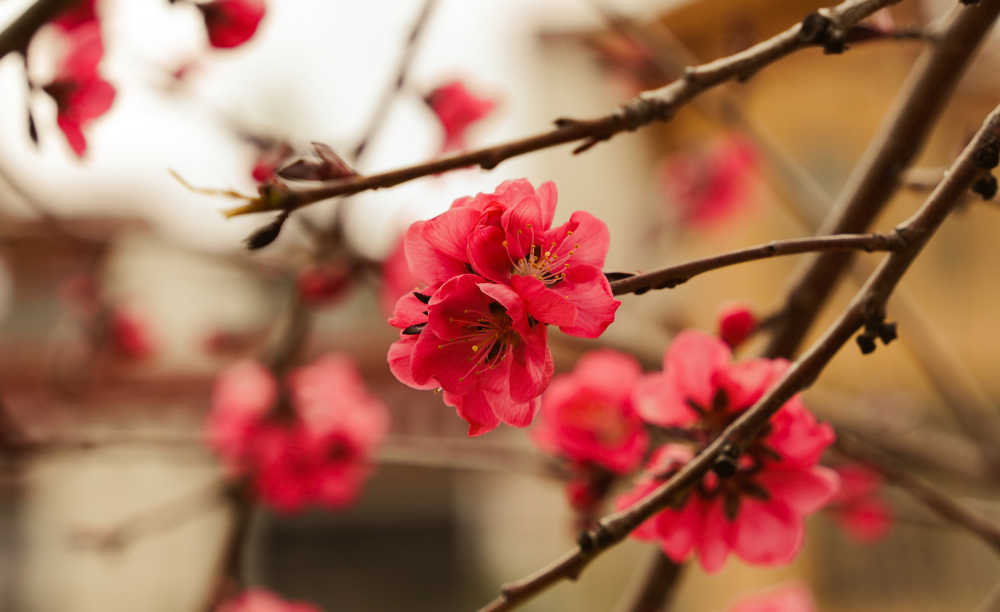 花儿那样红