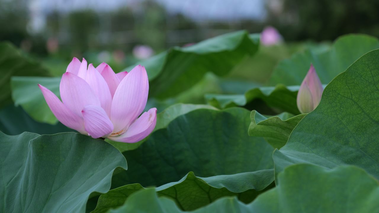 荷花 34