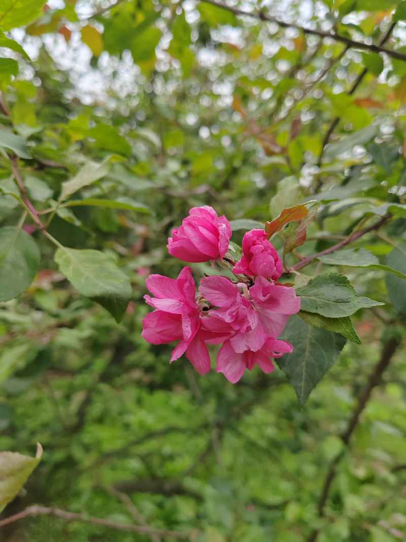 红花
