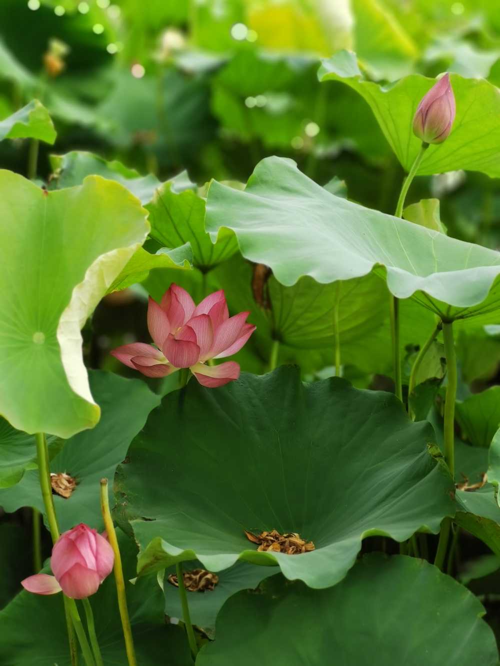 荷花