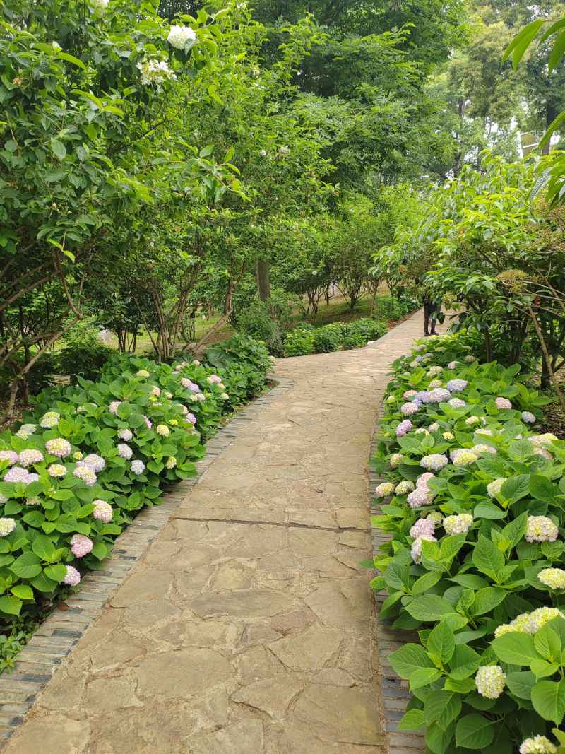 绣球花