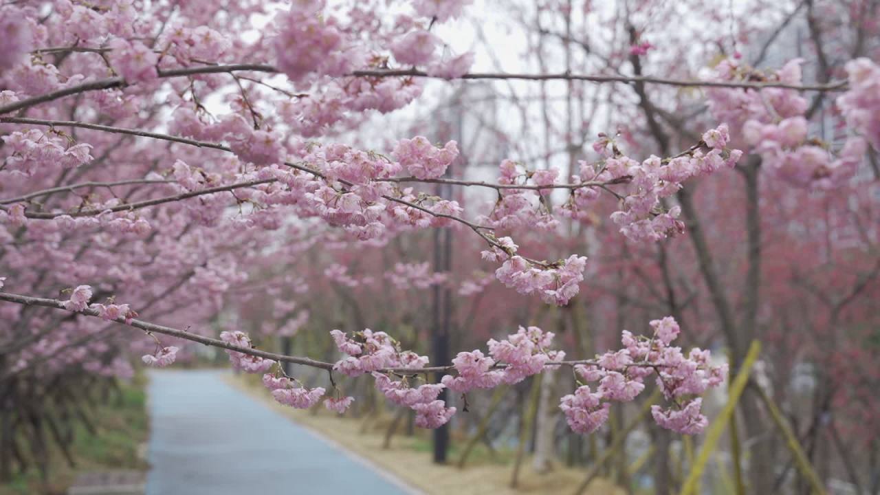 樱花盛开的春天