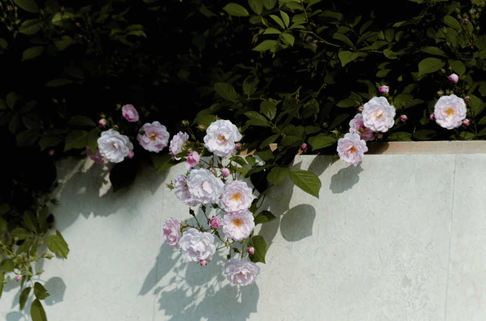 海棠花