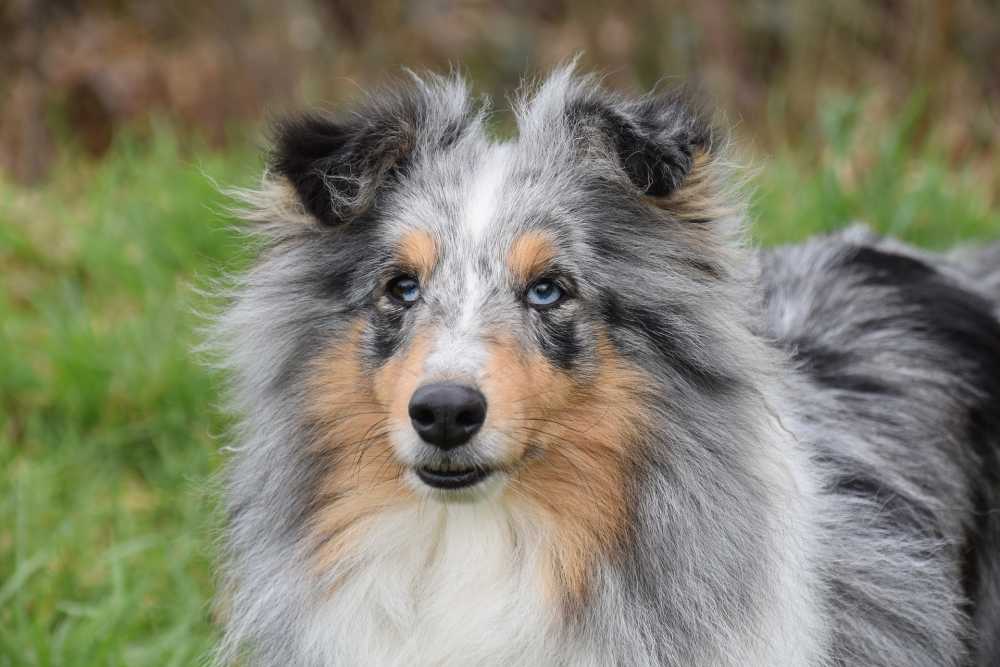 狗