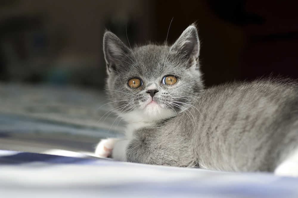 小奶猫