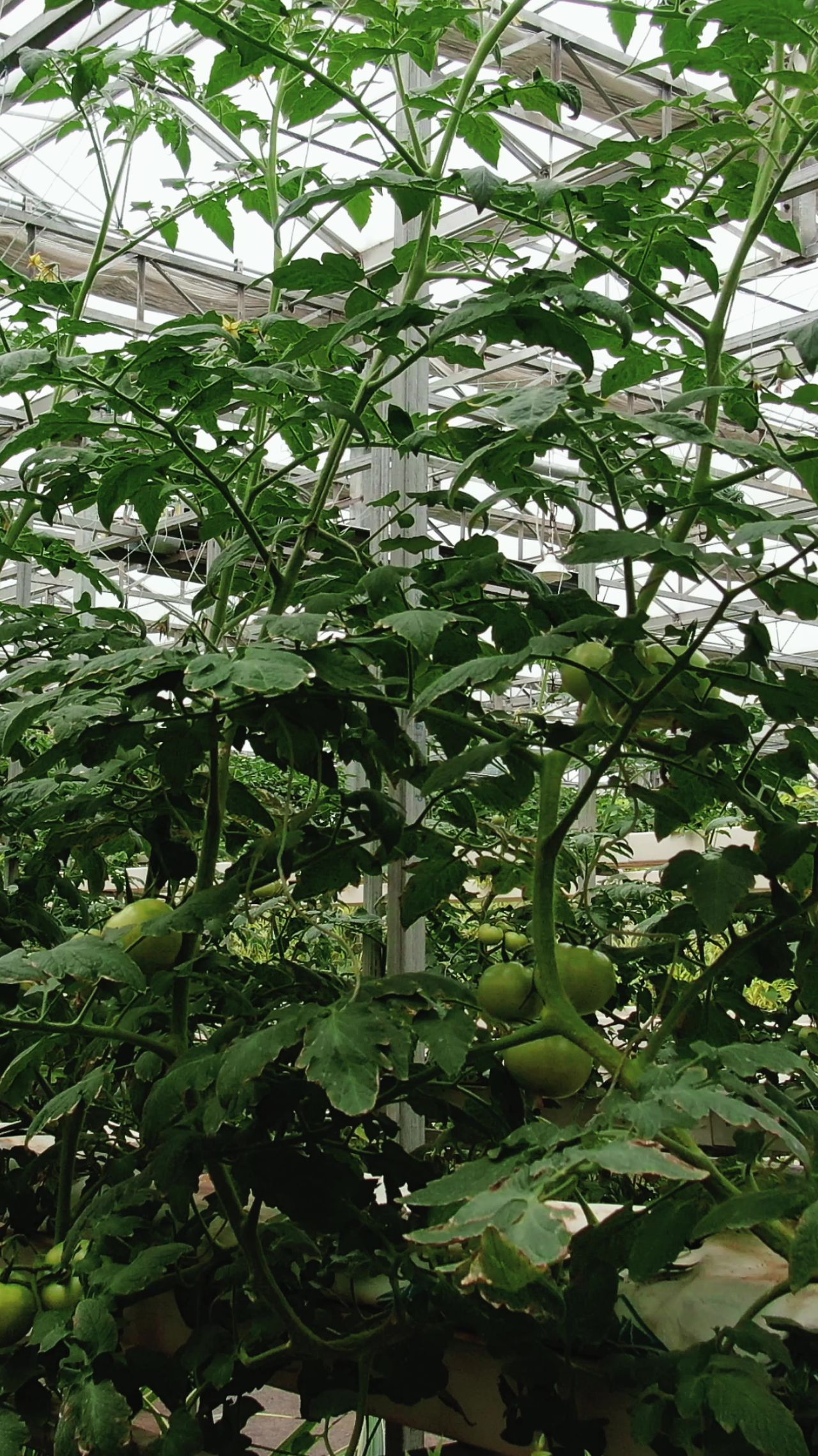 大棚农业种植蔬菜基地