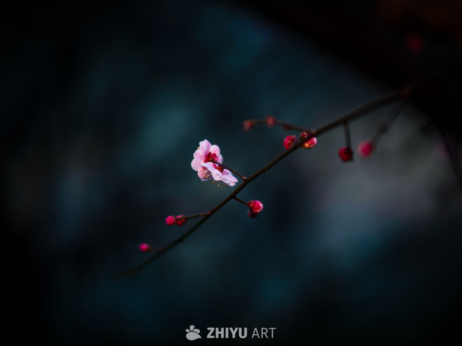 梅花 12