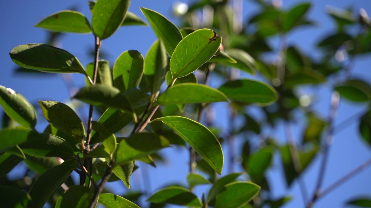 古茶树