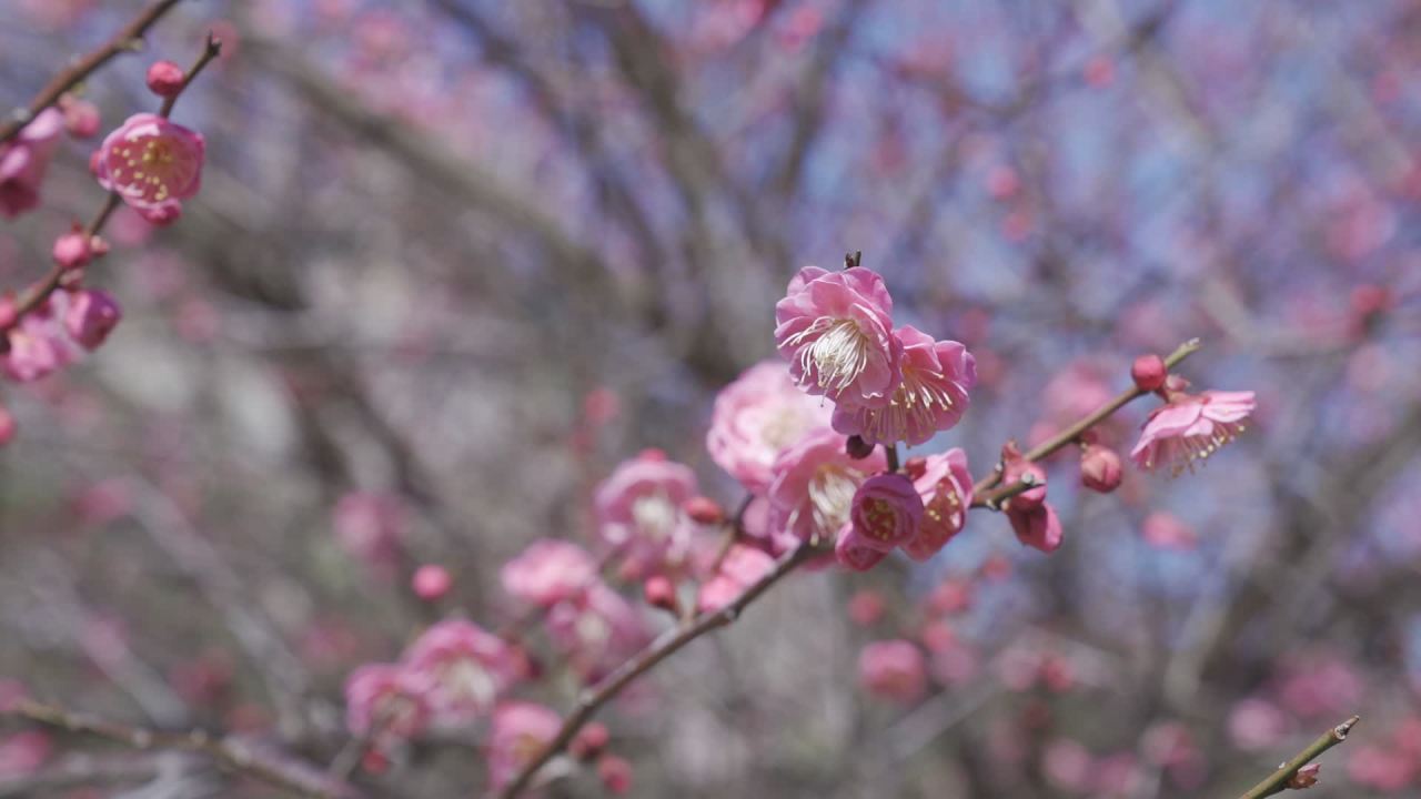 冬天的梅花 8