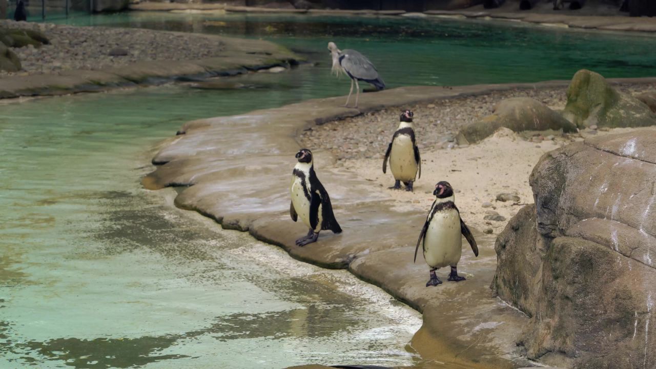 企鹅动物园脚蹼可爱的