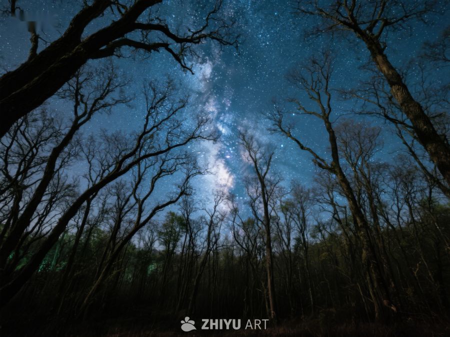 夜空下的森林，银河闪耀 359