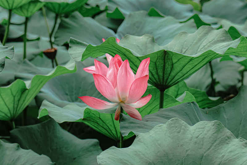 荷花