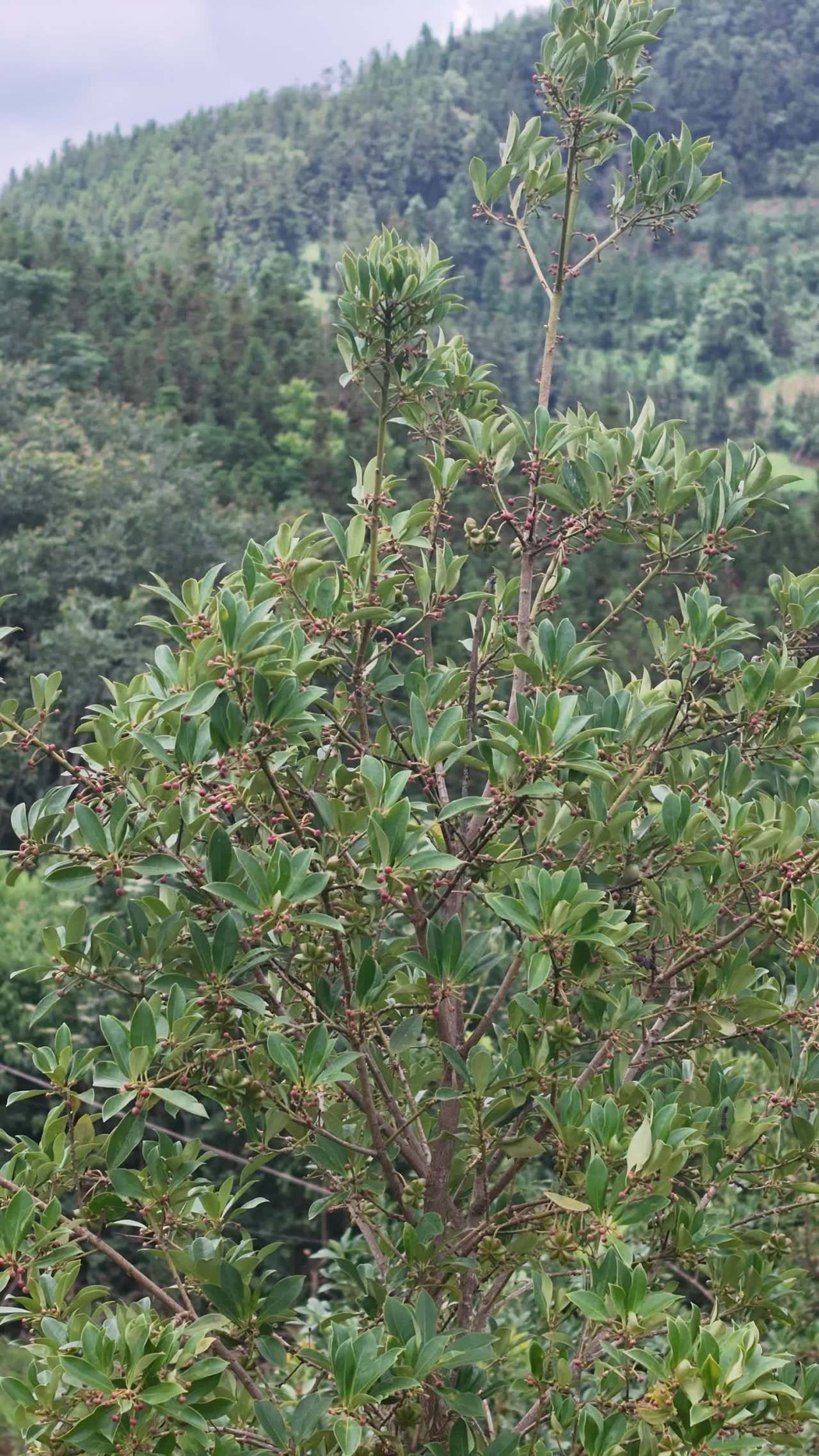 山间绿意盎然