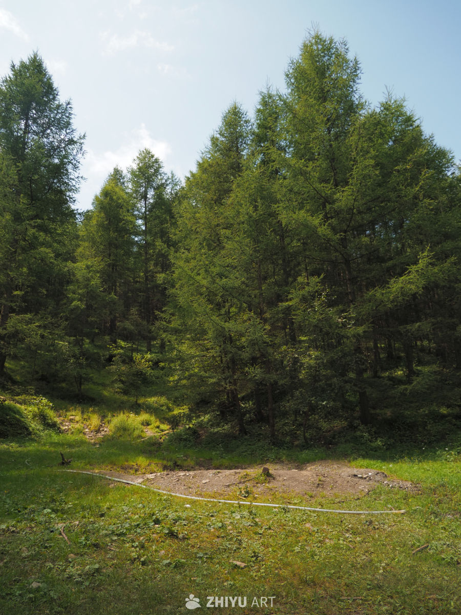 林地风光