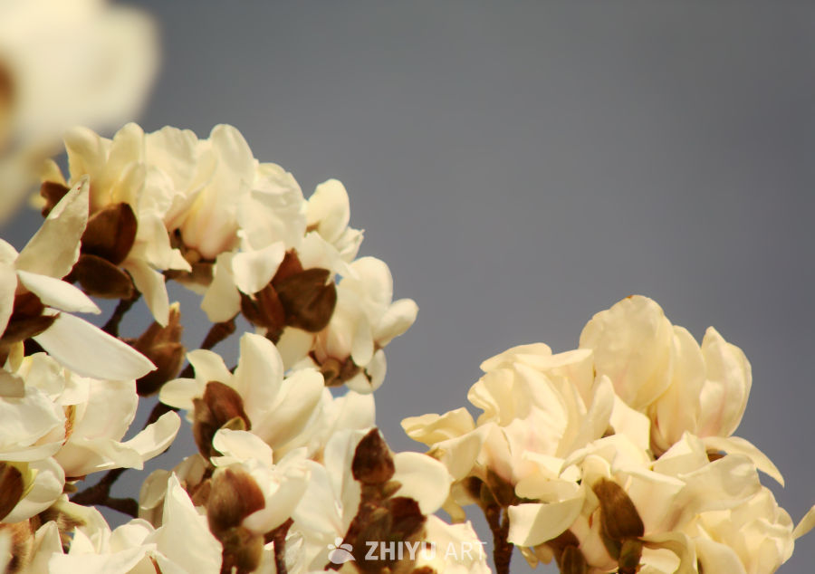 春意闹 4