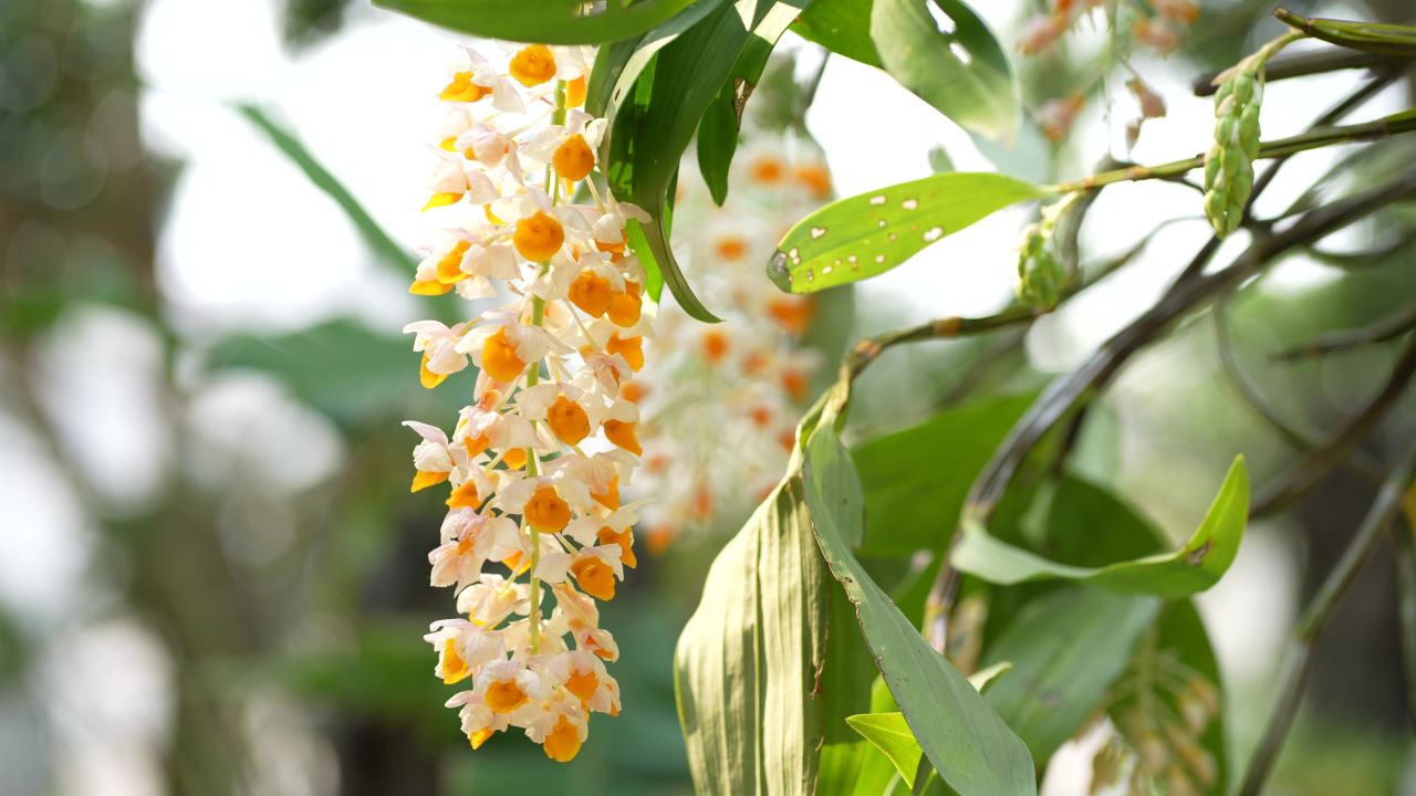 花 21