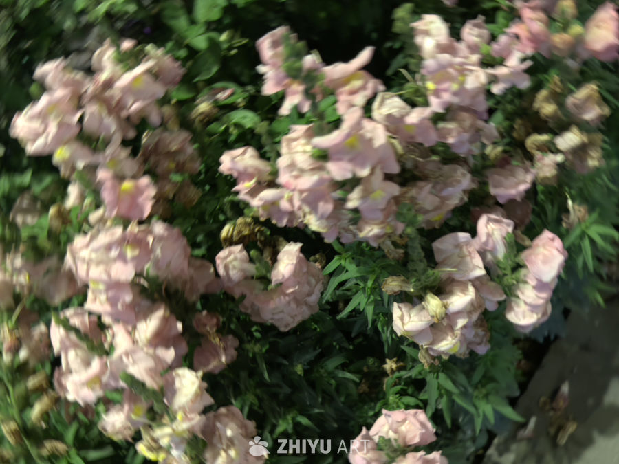 粉色花卉的柔美瞬间