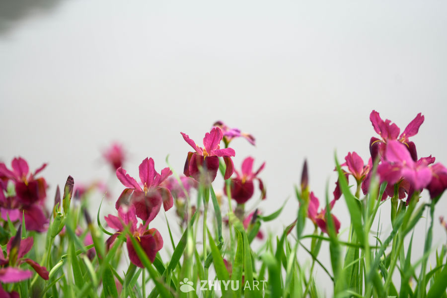 紫色鸢尾花的优雅绽放 1