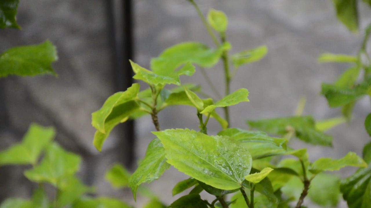 绿意盎然的植物