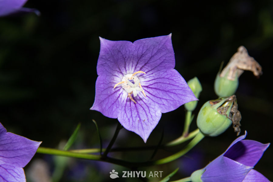 中药材与药材花 88
